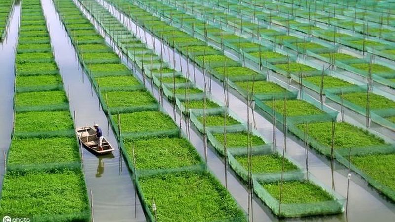 合作社饲料批发价格查询：如何规避误区，找到性价比高的产品