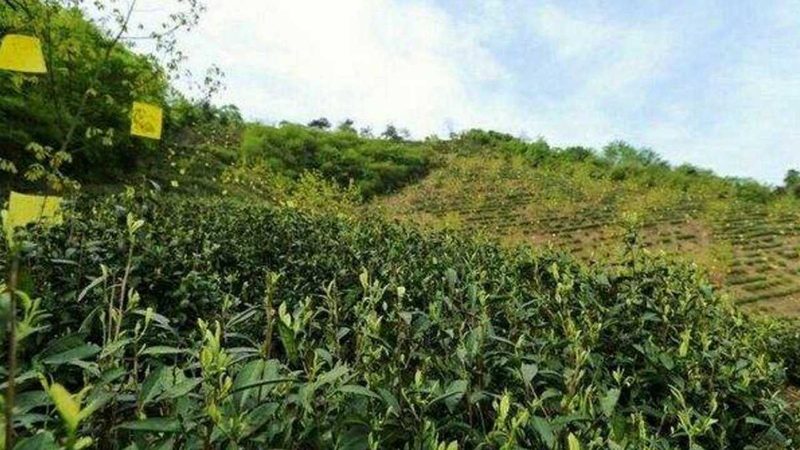 小型种植户如何挑选合适的批发农资**