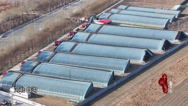 中药材种植技术培训：如何选择合适的课程与服务？**