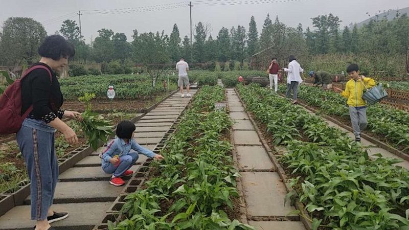 绿色食品认证续展费用揭秘：费用构成与影响因素