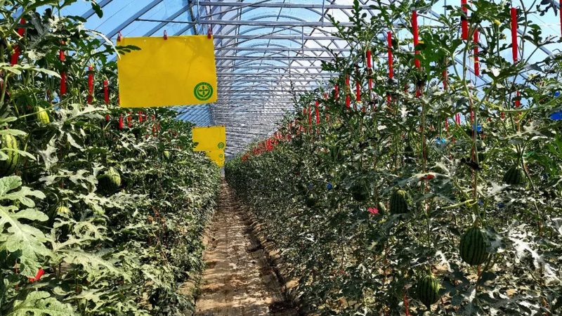 大棚西瓜种植成本解析：亩均投入解析与优化策略**