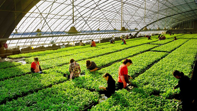 粮食种植，技术先行：病虫害防治的关键要点**