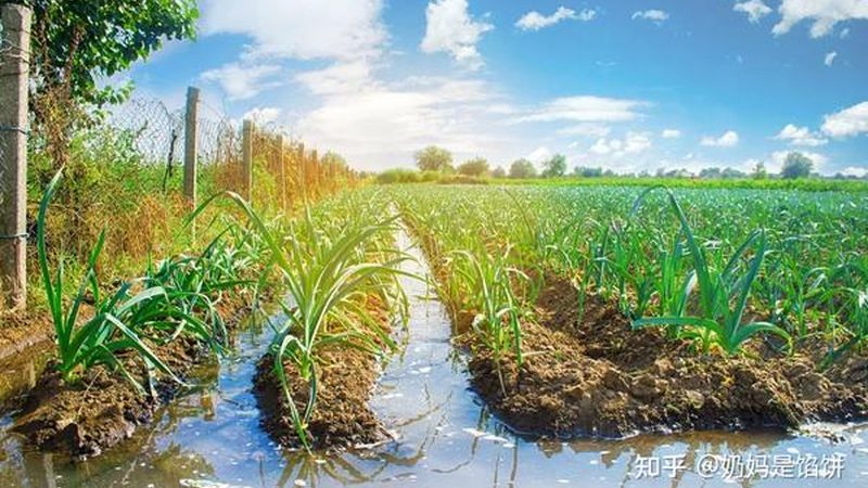 绿色食品批发市场：如何选择优质供应商