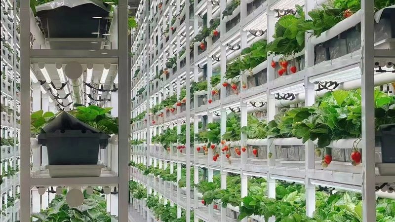 农业种植技术培训实操视频：提升种植技能的得力助手**